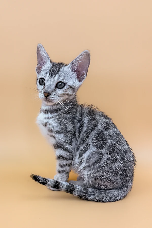 Gatito Bengalí