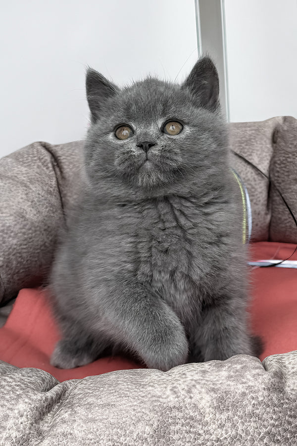 Gatito British Shorthair