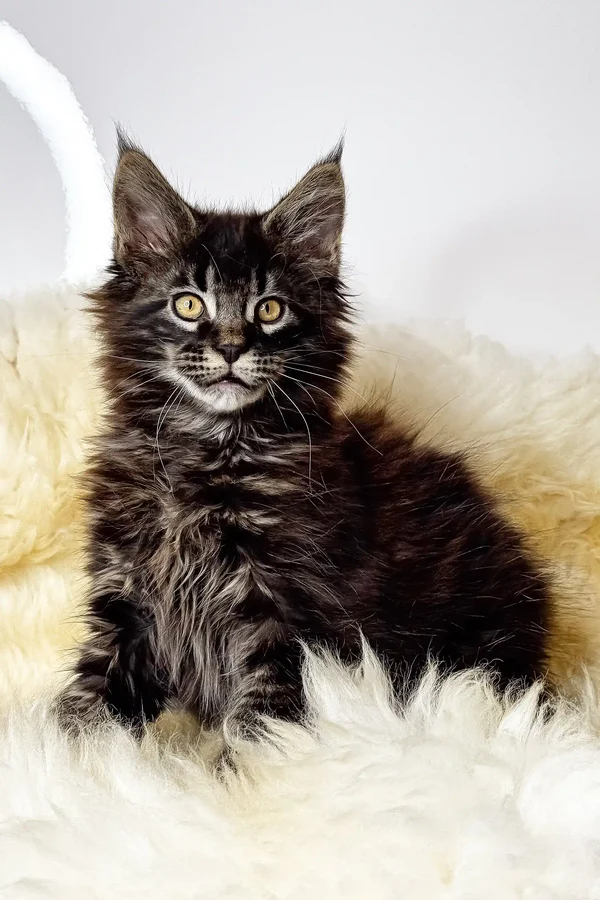 Gatito Maine Coon