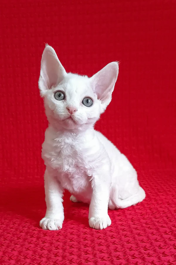 Gatito Devon Rex