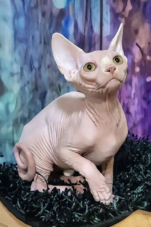 Gatito Sphynx