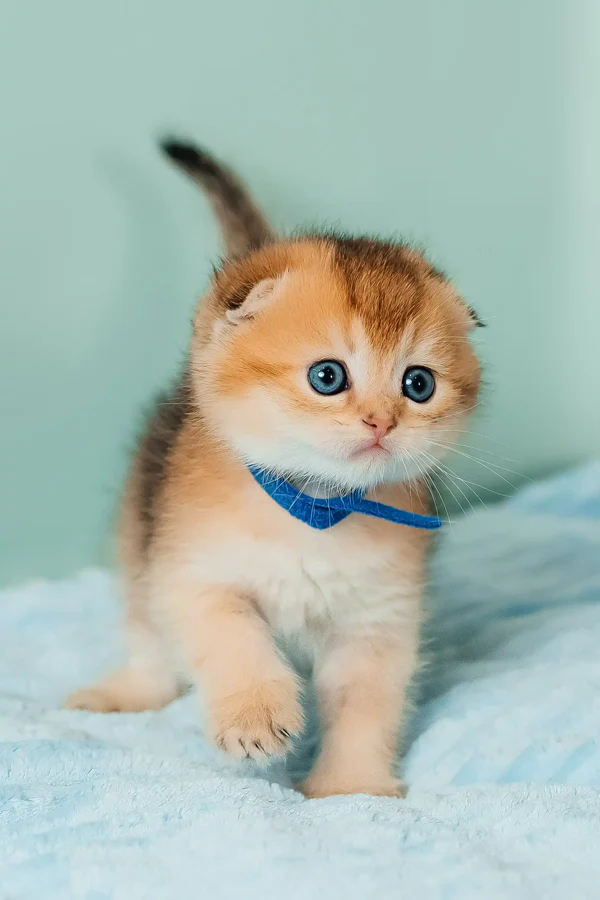 Gatito Scottish Fold