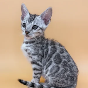 calista – hembra bengal