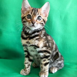 Acura – hembra bengal