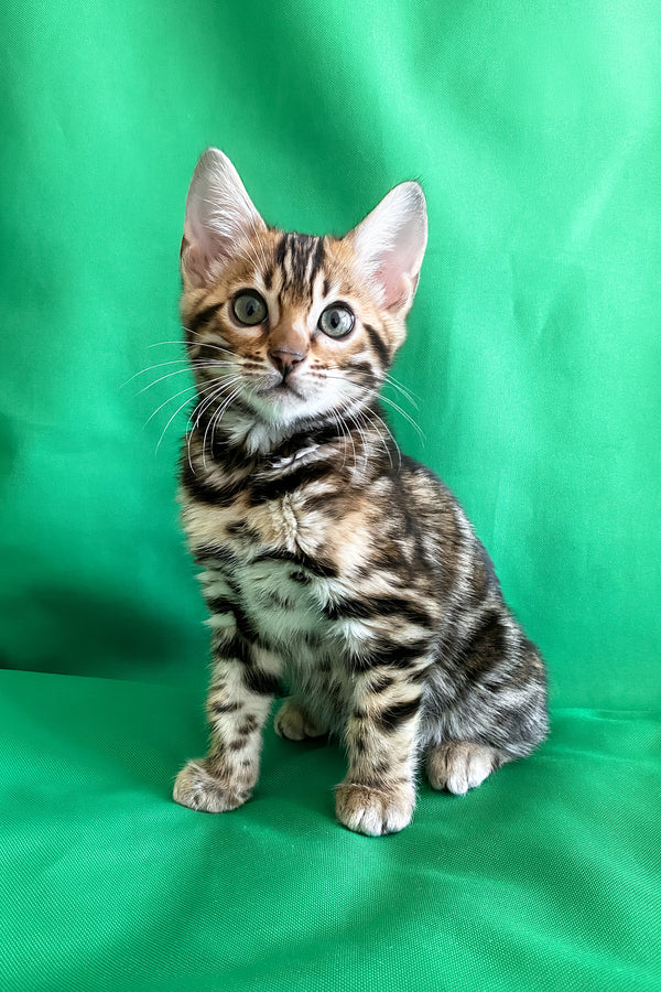 Acura – hembra bengal Acura – hembra bengal