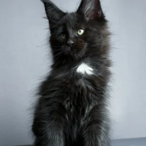 Amaya – macho maine coon