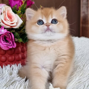 Feya – Hembra British Shorthair