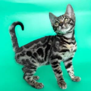 Gina – hembra bengal