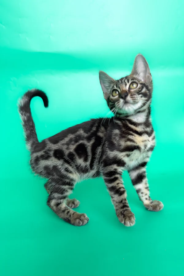 Gina – hembra bengal Gina – hembra bengal
