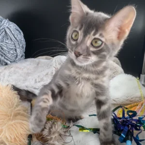 Jules – hembra bengal