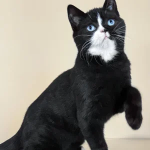 Sky – Macho British Shorthair