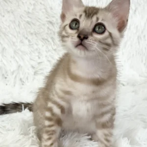 Aveline – hembra bengal