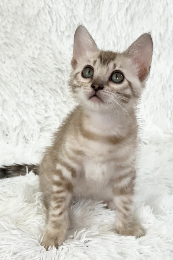 Aveline – hembra bengal Aveline – hembra bengal