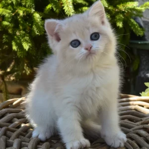 Bella – Hembra British Shorthair