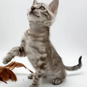 Figaro – macho bengal