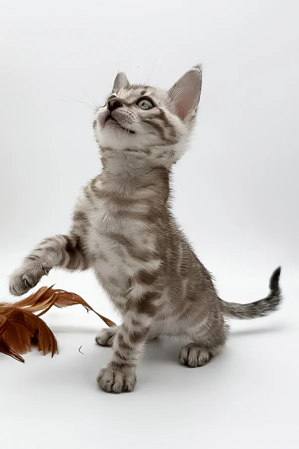 Figaro – macho bengal Figaro – macho bengal