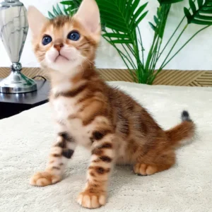 Alamo – macho bengal