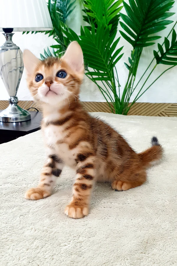 Alamo – macho bengal Alamo – macho bengal