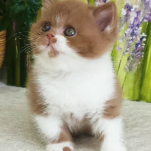 Wasilisa – Hembra British Shorthair