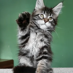Baccara – hembra maine coon
