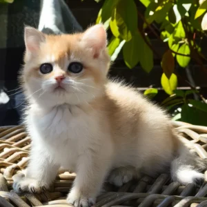 Barney – Macho British Shorthair