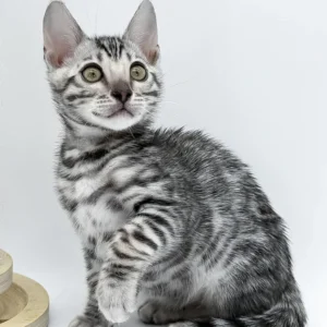 Bartacus – macho bengal