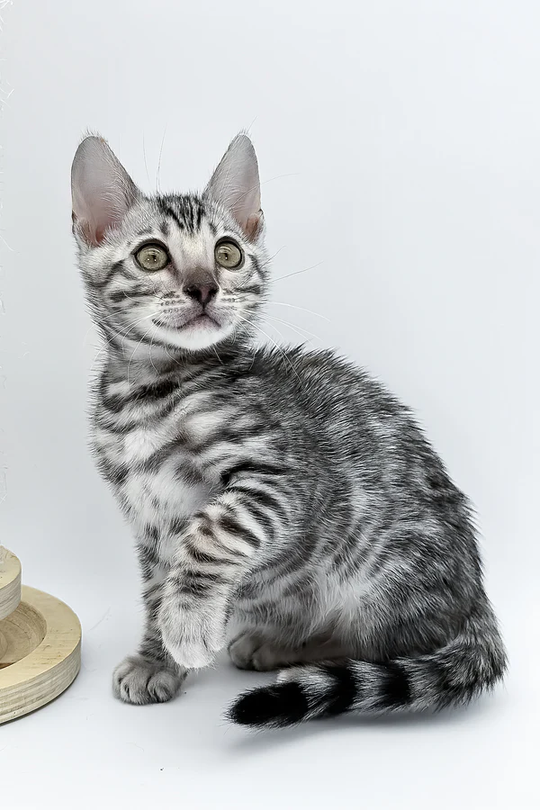 Bartacus – macho bengal Bartacus – macho bengal