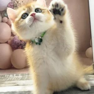 Richie – Macho British Shorthair