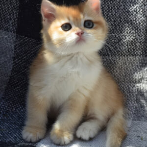 bettina – hembra british shorthair