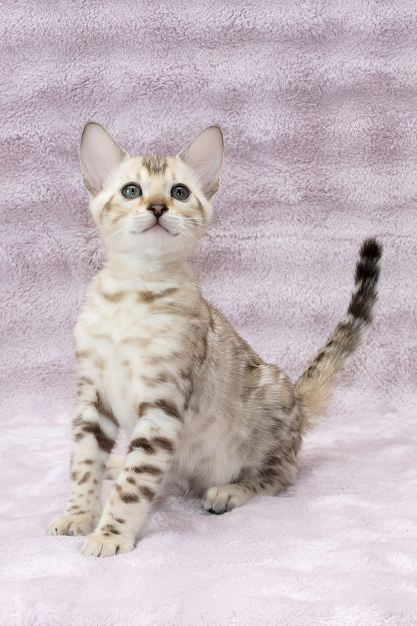 Paco – macho bengal Paco – macho bengal