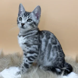 Deizi – hembra bengal