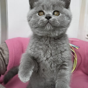 Shelly – Hembra British Shorthair