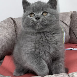 Sirius – Macho British Shorthair