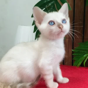 Boss – macho bengal