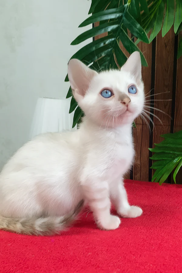 Boss – macho bengal Boss – macho bengal
