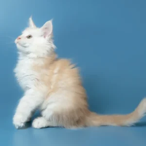 Winter – macho maine coon