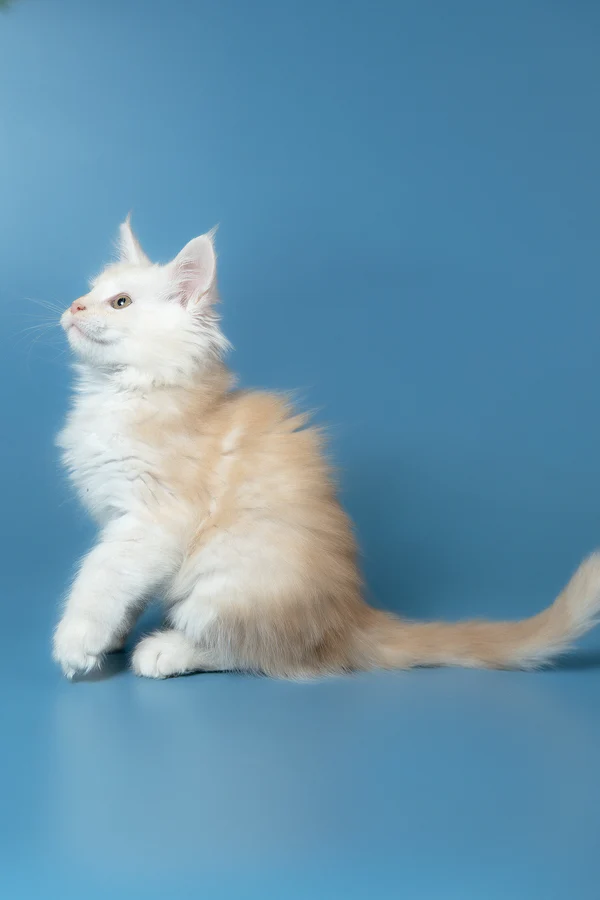 Winter – macho maine coon Winter – macho maine coon
