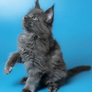 Winston – macho maine coon