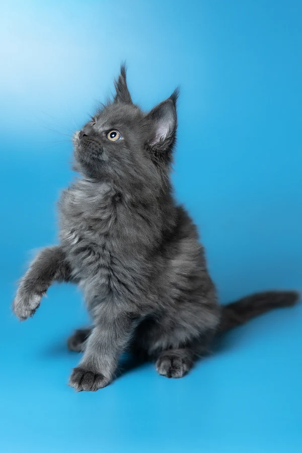 Winston – macho maine coon Winston – macho maine coon