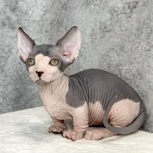 Mook – Macho Sphynx