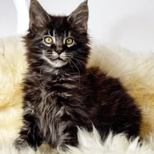 Adam – Macho Maine Coon