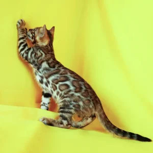 Alex – Macho Bengal
