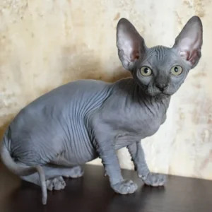 Apollon – Macho Sphynx