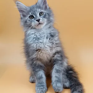 Asty – hembra maine coon