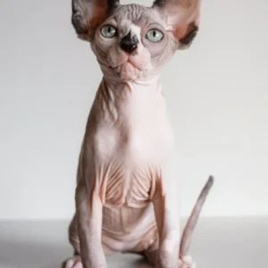 Atlanta – Hembra Sphynx