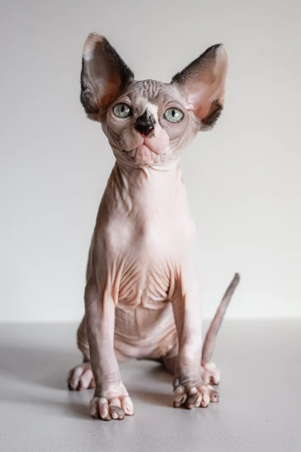 Atlanta – Hembra Sphynx
