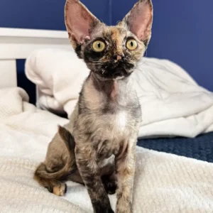 Bella – Hembra Devon Rex