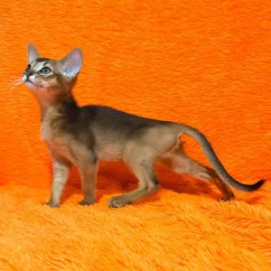 bright – hembra abisinia