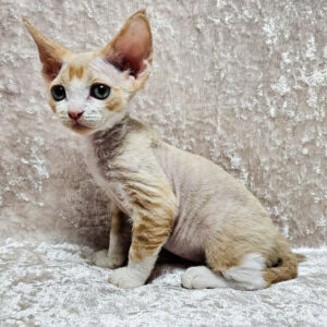 Caesar – Macho Devon Rex