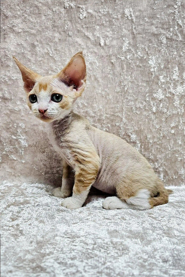 Caesar – Macho Devon Rex